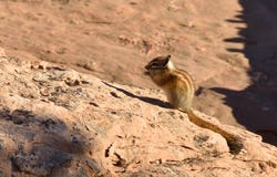 Hopi Chipmunk royalty-vrije stock foto's Hopi Chipmunk royalty-vrije stock foto's