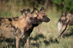 A horizontal, colour image of a pack of African wild dogs, Lycao Royalty Free Stock Photos A horizontal, colour image of a pack of African wild dogs, Lycao Royalty Free Stock Photos