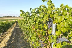 Horizontal de vigne photos stock Horizontal de vigne photos stock