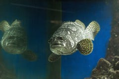 Closeup of fish called grouper in aquarium with reflection stock photos Closeup of fish called grouper in aquarium with reflection stock photos