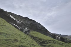 Faroese landscape with young lamb playing around royalty free stock images Faroese landscape with young lamb playing around royalty free stock images
