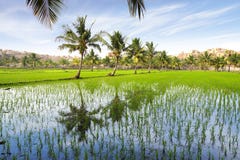 Horizontal pittoresque avec la plantation de riz. l'Inde photo libre de droits Horizontal pittoresque avec la plantation de riz. l'Inde photo libre de droits