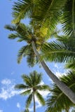 Horizontal tropical images stock Horizontal tropical images stock