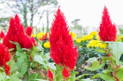 Hornbill Flower or Chinese Wool flower in Garden Royalty Free Stock Photography Hornbill Flower or Chinese Wool flower in Garden Royalty Free Stock Photography