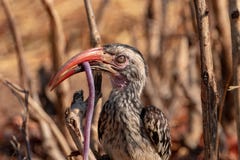 Hornbillvogel, der Wurm isst lizenzfreies stockfoto Hornbillvogel, der Wurm isst lizenzfreies stockfoto