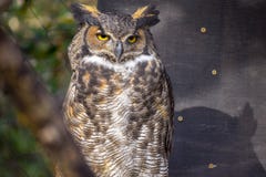 Horned Owl with bright eyes looking off to the right stock image Horned Owl with bright eyes looking off to the right stock image
