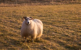 Horned Sheep Grazing in Field at Sunset Royalty Free Stock Photography Horned Sheep Grazing in Field at Sunset Royalty Free Stock Photography