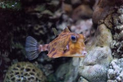Horned vanlig Lactoria för karosseri cornuta en av den mest underhållande fisken som bor i det varma vattnet av det Stillahavs- o arkivbild Horned vanlig Lactoria för karosseri cornuta en av den mest underhållande fisken som bor i det varma vattnet av det Stillahavs- o arkivbild