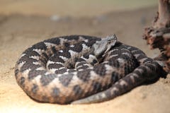 Download Saharan Horned Viper - Cerastes Cerastes Stock Photo - Image of desert, venomous: 23771314
