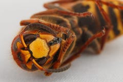 hornet fotos de stock hornet fotos de stock