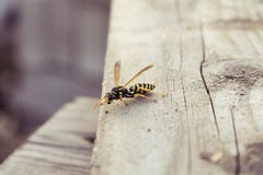 hornet imagem de stock royalty free hornet imagem de stock royalty free