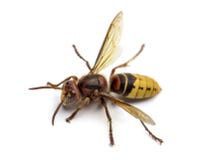 hornet imagem de stock royalty free hornet imagem de stock royalty free