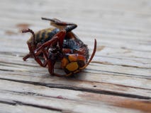 hornet imagem de stock royalty free hornet imagem de stock royalty free