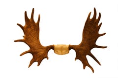 Horns of moose