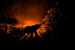 Angry bear behind the fire cloudy sky. The silhouette of a bear in foggy forest dark background royalty free stock image Angry bear behind the fire cloudy sky. The silhouette of a bear in foggy forest dark background royalty free stock image