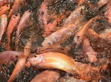 Hors de l'eau Poissons à la station thermale de pied Hors de l'eau Poissons à la station thermale de pied