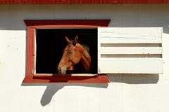 Horse Stock Photography