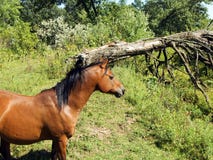 Horse Stock Image