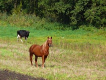 Horse And Cow Royalty Free Stock Image