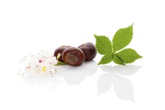 Horse chestnut background. royalty free stock images Horse chestnut background. royalty free stock images