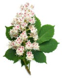 Horse-chestnut flowers and leaf royalty free stock photos Horse-chestnut flowers and leaf royalty free stock photos