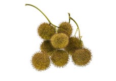 horse chestnut on white background stock photography horse chestnut on white background stock photography