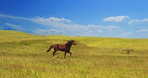 Horse of cinnamon color runs freely at a gallop at the will of bright juicy hills with green grass royalty free stock photos Horse of cinnamon color runs freely at a gallop at the will of bright juicy hills with green grass royalty free stock photos
