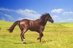 Horse of cinnamon color runs freely at a gallop at the will of bright juicy hills with green grass stock image Horse of cinnamon color runs freely at a gallop at the will of bright juicy hills with green grass stock image