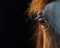 Horse Closeup Stock Photography
