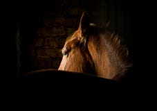 Horse in dark Royalty Free Stock Images Horse in dark Royalty Free Stock Images