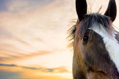 Horse face with sunset royalty free stock images Horse face with sunset royalty free stock images