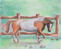 Horse Stock Photography