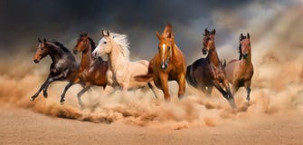 Horse herd. Run in desert sand storm against sky Stock Image Horse herd. Run in desert sand storm against sky Stock Image