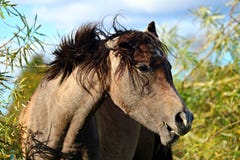 Horse, Horse Like Mammal, Mane, Fauna Stock Photo Horse, Horse Like Mammal, Mane, Fauna Stock Photo