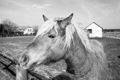 Horse In Black And White Royalty Free Stock Image