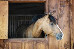 Horse In Stable Stock Photography Horse In Stable Stock Photography
