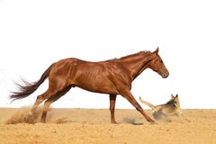 Horse jumps on sand on a white background royalty free stock images Horse jumps on sand on a white background royalty free stock images