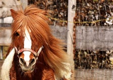 Horse, Mane, Horse Like Mammal, Fauna Royalty Free Stock Images Horse, Mane, Horse Like Mammal, Fauna Royalty Free Stock Images