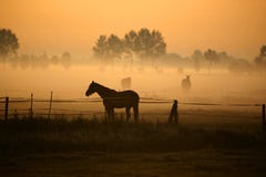 Horse in morning fog