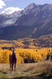 Horse and Mountains