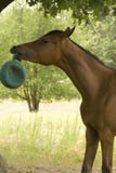 Horse Playing With Ball Royalty Free Stock Photo