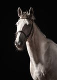 Horse. Portrait of Trakehner gray color on dark background stock photos Horse. Portrait of Trakehner gray color on dark background stock photos