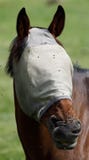 Masked horse pulls funny face royalty free stock photos Masked horse pulls funny face royalty free stock photos