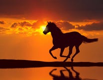 Horse Running During Sunset Royalty Free Stock Image