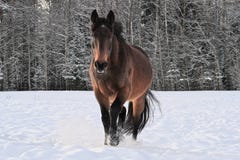 Horse running in snow covered paddock royalty free stock images Horse running in snow covered paddock royalty free stock images