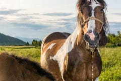 Horse with saliva dripping from its mouth royalty free stock images Horse with saliva dripping from its mouth royalty free stock images