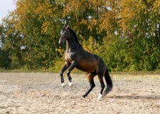 Horse Standing On His Two Legs Stock Photo