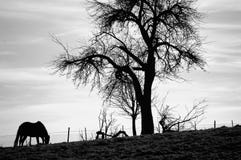 Horse by tree Stock Photography Horse by tree Stock Photography