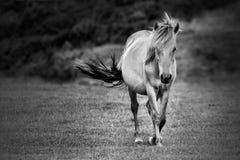 Horse royalty free stock photo Horse royalty free stock photo