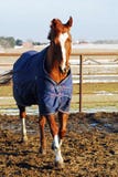 Horse in winter. Sorrel quarter horse in winter blanket in paddock royalty free stock photos Horse in winter. Sorrel quarter horse in winter blanket in paddock royalty free stock photos